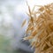 Yellow ripe ears of oats stand in a bouquet against the backdrop of a garden