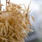 Yellow ripe ears of oats stand in a bouquet against the backdrop of a garden