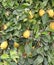 yellow ripe lemons on the plant