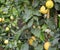 yellow ripe lemons on the plant with white small flowers