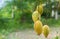 Yellow ripe mangoes hang on a tree in the garden.