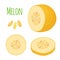 Yellow ripe melon. Organic fresh fruit. Cartoon flat style. Vector