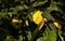 Yellow ripe quince in green leaves on a tree, full frame. Harvesting  concept