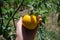 Yellow ripe tomato growing on the bush