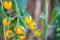 yellow ripe tomatoes hanging on the vine plant growing in garden