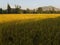 Yellow ripen Rice fields in a countryside