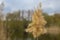 Yellow river ditch reed against  the river bank