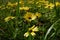 Yellow roadside wildflowers in South AFrica