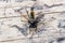 Yellow robberfly, Laphria flava, on a wooden background