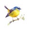 Yellow Robin Watercolor Bird Illustration Hand Drawn