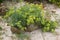 Yellow Rock Samphire growing wild on beach. Crithmum maritimum L