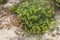 Yellow Rock Samphire growing wild on beach. Crithmum maritimum L