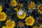 Yellow rocky daisy.Pallenis maritima Asteriscus maritimus