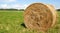 Yellow roll of dry hay on a green meadow.Summer cloudy weather. space for your text