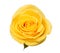 Yellow rose