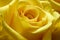 Yellow Rose 2