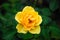 Yellow Rose