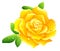 Yellow rose