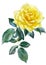 Yellow rose