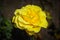 Yellow rose