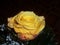 Yellow Rose with Babys Breath