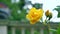 Yellow rose on the background of columns