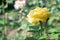 Yellow rose. Blooming rose. Gardening Yellow roses. Flowers in garden