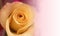 Yellow rose blur background with space for text.