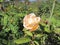 Yellow Rose in Botanical Garden