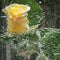 Yellow rose with bubbles of water in a vase of glass