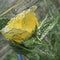 Yellow rose with bubbles of water in a vase of glass