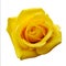 Yellow rose bud close up top view photo isolated on white background. Single flower clip-art object. Holiday floral