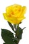 Yellow rose bud photo isolated on white background. Close up. Single flower clip-art object. Holiday floral greeting