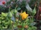 Yellow rose buds of floribunda freesia  lat. Friesia