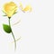 Yellow rose with butterfly on white background.