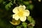 Yellow rose close-up , Rosa xanthina