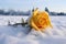 a yellow rose encased in ice, placed on a bed of snow