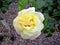 Yellow rose flower