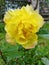 Yellow rose flower alone summer