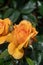 Yellow Rose flower with dewdrops .