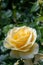 Yellow rose flower with dewdrops .