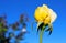 Yellow rose flower at Inez Grant Parker Memorial Rose Garden