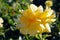 Yellow rose flower at Inez Grant Parker Memorial Rose Garden