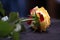 Yellow rose flower lies in the night under the moonlight as a background