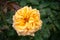 Yellow rose flower over dark garden