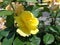 Yellow rose on the flowerbed.