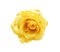 Yellow rose flowers patterns colorful petal top view isolated on white background and clipping path
