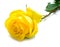 Yellow rose with green leaves