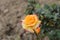 Yellow rose half bloom in the garden