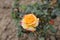 Yellow rose half bloom in the garden